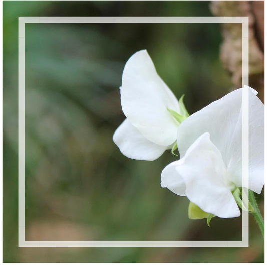 PRÉCOMMANDE - Bruine d’ambiance | Pois de senteur
